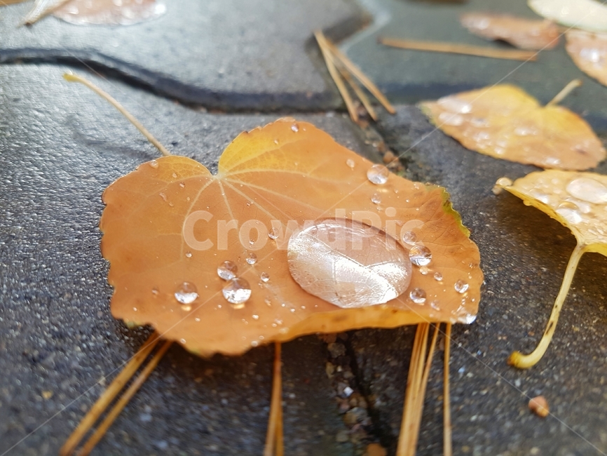 나뭇잎,이슬,보도블럭,솔잎,은행잎,바닥