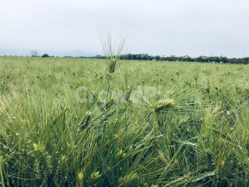청보리밭,분황사,경주분황사,보리밭,봄
