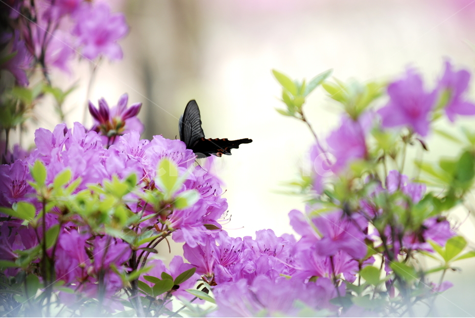감성,나비,꽃,배경,자연,식물,자연,plants,nature,꽃,flower,동물,animal,곤충,벌레,insect,bug