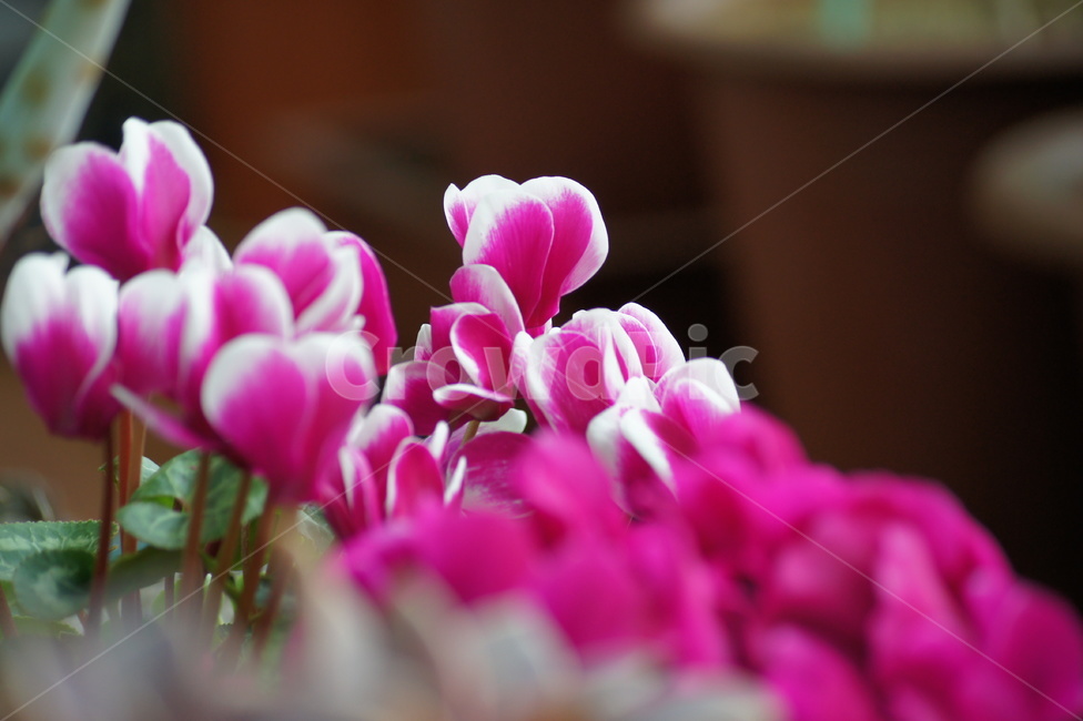 꽃,향기,봄,꽃향기,봄내음,식물,자연,plants,nature,꽃,flower