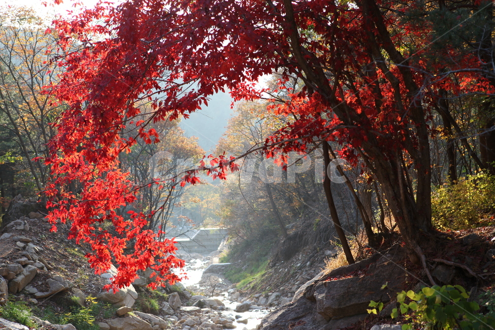 단풍,가을,계곡,산,나무,감악산,파주,가을,계절,fall,autumn,season,자연,풍경,nature,landscape,한국자연풍경,한국자연경관,korea nature landscape,휴식,힐링,rest,relaxation,healing,plant,식물,leaf,잎,tree,maple,water,물