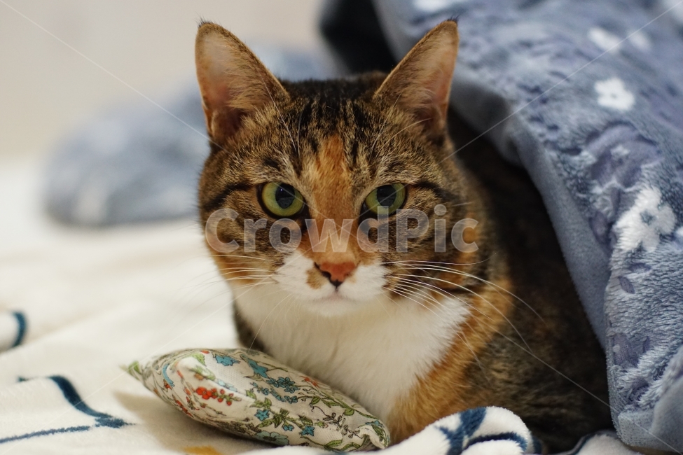 고양이,동물,반려동물,애완동물,야옹이,동물,animal,포유류,mammal,고양이,cat,kitten,kitty