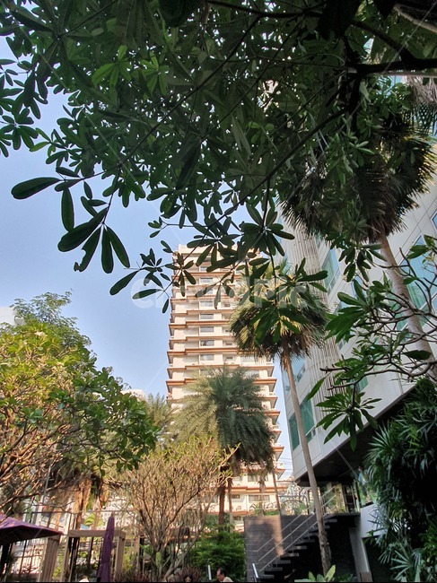 정자,정원,garden,arbour,트로피컬,휴식,나무,트로피칼