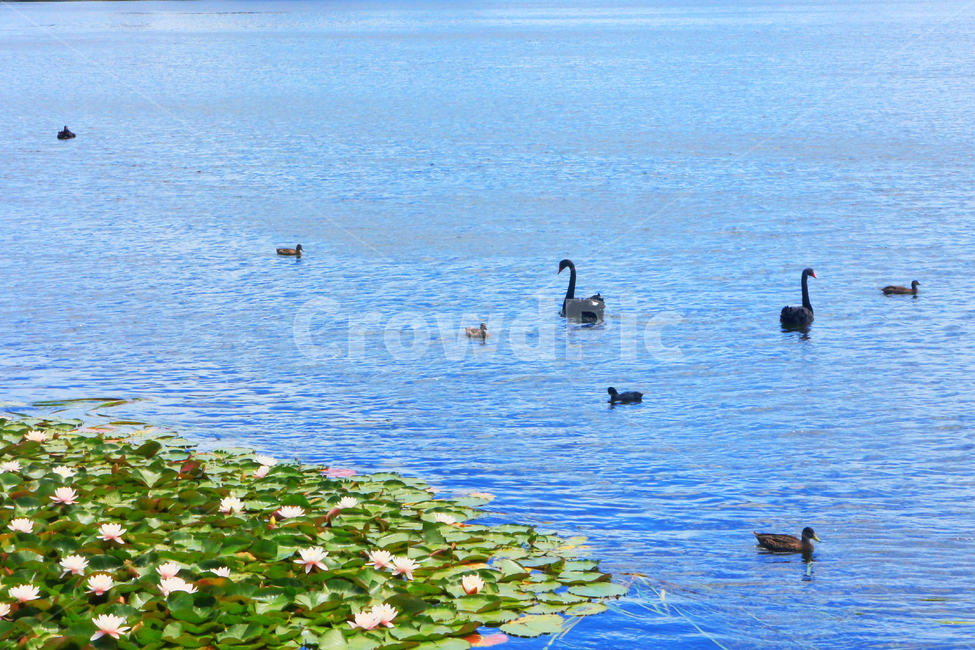 waterfowl,백조,흑조,연못,연꽃,bird,pond,water