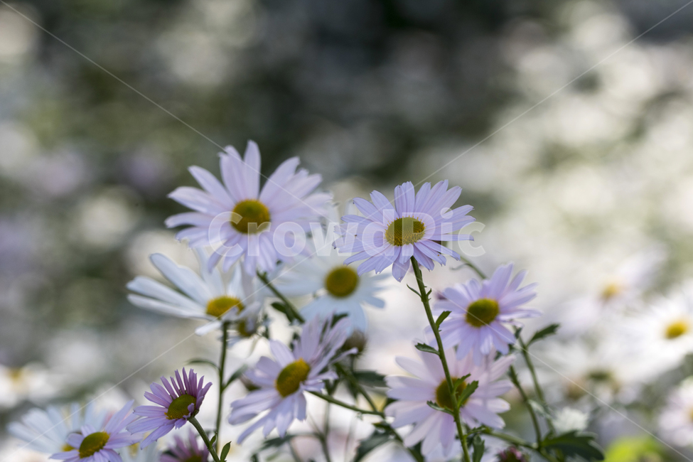 국화,구절초,꽃,꽃밭,식물,자연,가을,식물,자연,plants,nature,꽃,flower