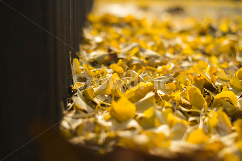 가을,은행잎,낙엽,노란색,노랑,노란은행잎,가을,계절,fall,autumn,season
