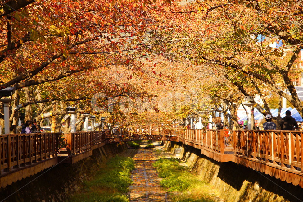 단풍,풍경,가을,식물,나무,진해,창원,경상남도,여좌천,가을,계절,fall,autumn,season