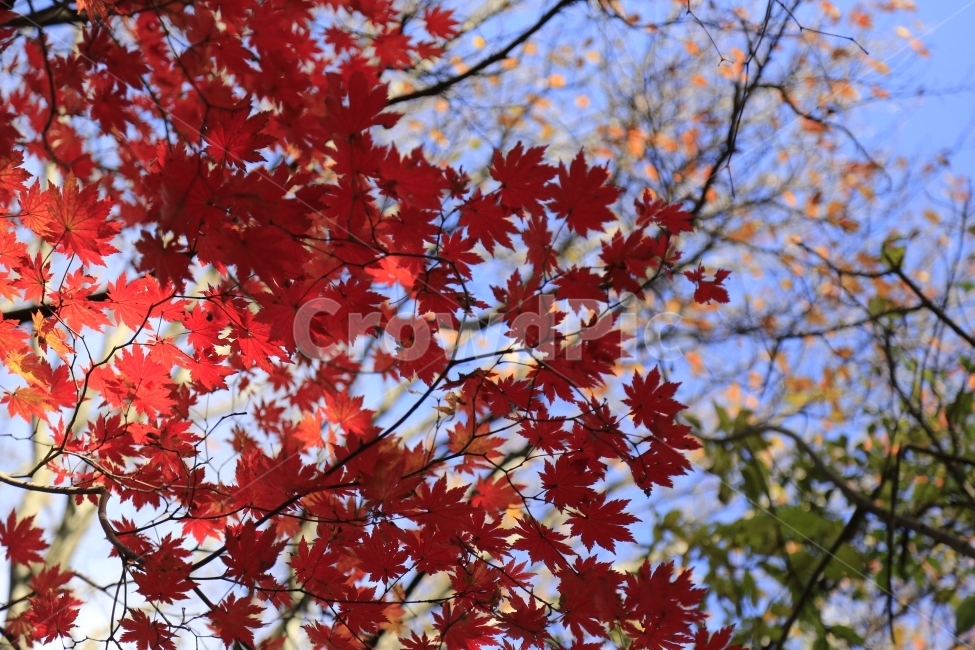 가을,단풍,제주,한라산,제주풍경,식물,가을,계절,fall,autumn,season,식물,자연,plants,nature,leaf,잎,plant,tree,나무,maple