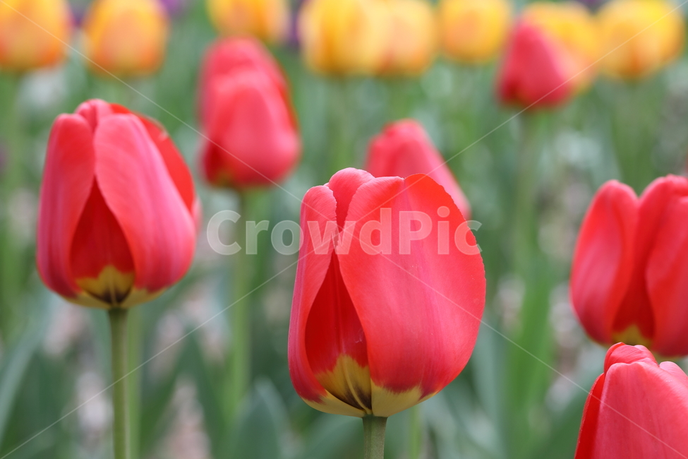 꽃,튤립,봄,공원,자연,계절,색깔,꽃밭,flowers,tulips,spring,park,field,season,colors,colorful,nature