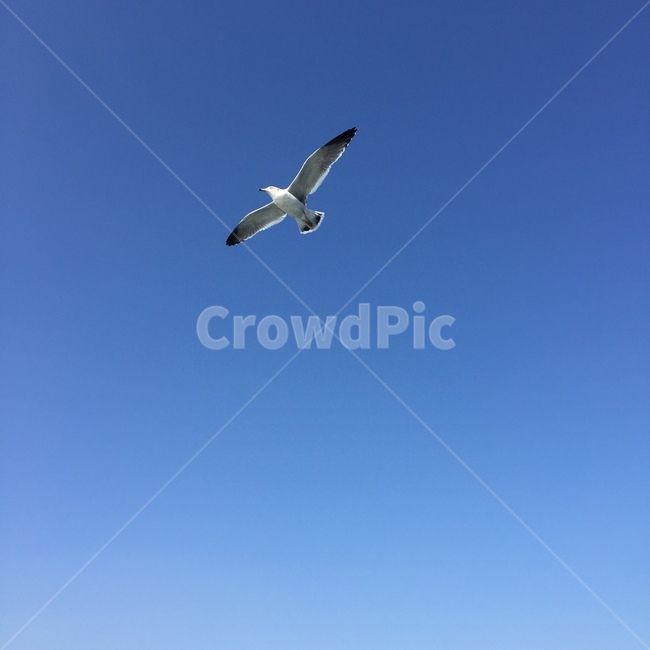 갈매기,새,bird,flying,나는,조류,새,birds