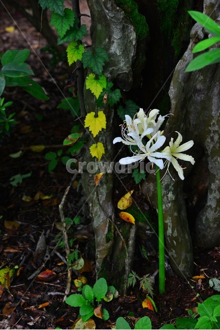 tree,나무,treetrunk,나무줄기,leaf,잎,plant,식물,blossom,flower,꽃,상사화,꽃무릇,하얀색