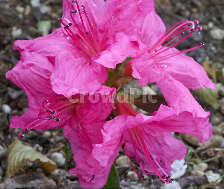 철쭉,분홍꽃,붉은꽃,빨간꽃,접사,봄,azalea,spring,blooming,macro,꽃