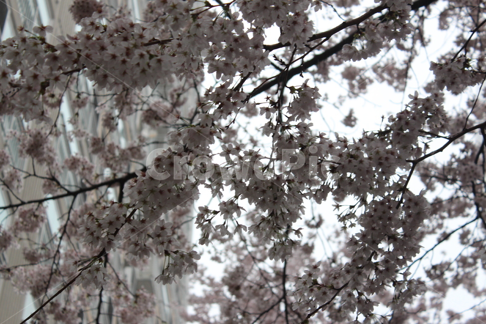 꽃,벚꽃,겹벚꽃,꽃나무,봄,봄비,sprng,계절,비,rain,rainy,빗방울,흐림,flower