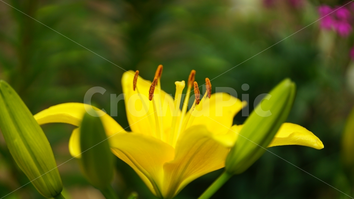 백합,꽃,플라워,식물,자연,flower,nature,lily,꽃사진,접사,macro,풍경,landscape,노랑,노란색,yellow,plants,스냅,스냅사진,snap,snapshot,식물,자연,plants,nature,꽃,flower
