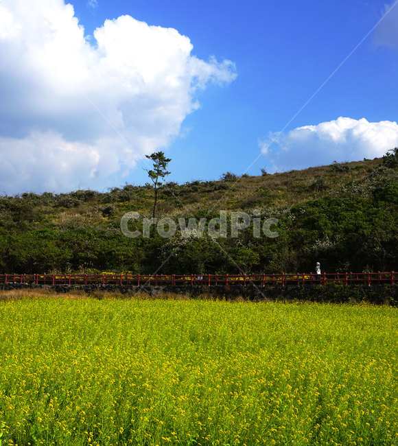 들판,자연,풍경,유채꽃,하늘,목초지,야외,꽃밭,꽃,nature,field,outdoors,sky,grass,제주,제주도,jeju,jejudo,옥외,jejuisland