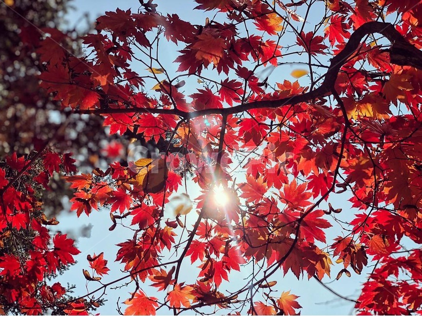 단풍,가을,계절,메이플,햇빛,나뭇잎,빨강색,햇살,빛,분위기,화창함,maple,season,fall,sunshine,light,red,sunny,가을,계절,fall,autumn,season,leaf,잎,plant,식물,tree,나무