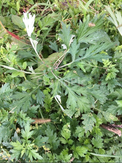 plant,식물,herbal,herbs,허브,쑥,풀,자연