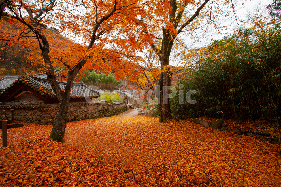 가을,단풍,풍경,빨간색,자연,단풍풍경,낙엽,가을,계절,fall,autumn,season,한국전통,한국문화,korean traditional,korean culture,건축물,건물외관,exterior,building,structure,architecture,construction,tree,나무,plant,식물,maple,ground,바닥,leaf,잎