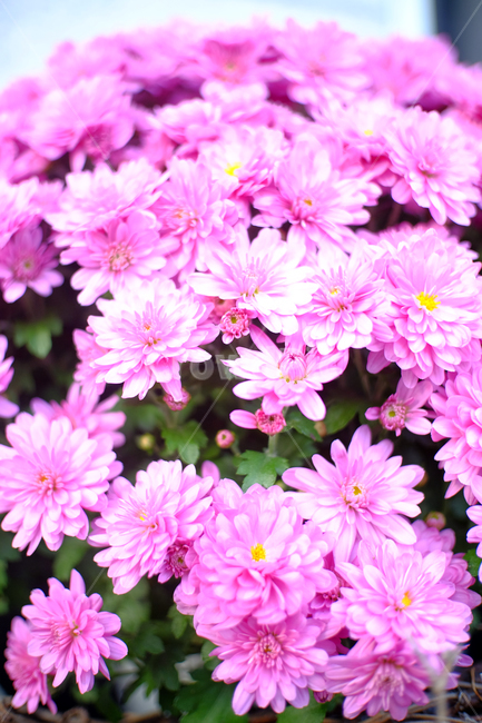 꽃,flower,분홍잎,꽃잎,화분,식물,자연,plants,nature,꽃,flower