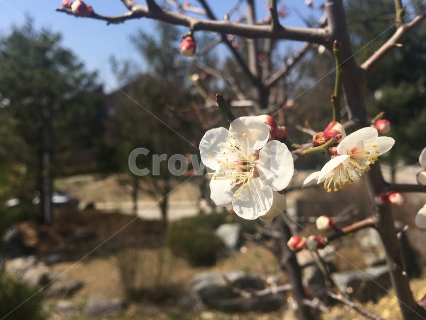 plant,식물,매화,꽃,나무,꽃봉오리