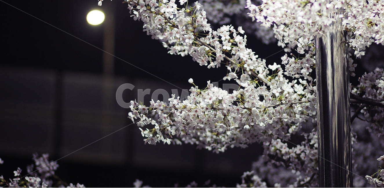 벚꽃,야경,꽃사진,야간,벚꽃사진,봄사진,봄꽃,봄,계절,spring,season,야경,밤,풍경,nightscape,night,landscape,식물,자연,plants,nature,꽃,flower,plant,blossom