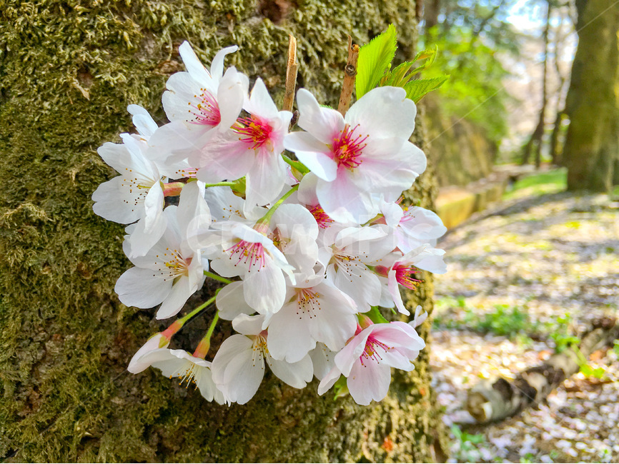 벚꽃,벚나무,봄,봄꽃,cherryblossom,spring,꽃,flower,springflowers,꽃놀이,벚꽃놀이,여행,trip,travel,cherryblossoms,만개,blossom,풍경,landscape,봄풍경,springlandscape,봄이미지,봄사진,식물,plant,자연,nature,natural,꽃잎,야외,공원,계절,활짝핀,나무,아름다운,예쁜,아름답다,아름다움,예쁘다,성장,햇빛,햇살,밝은,밝다,우아한,우아하다,우아함,순수,순수한,배경,바탕,백그라운드,petal,핑크,핑크색,pink,white,흰색,화이트,beautiful,tree,한국,korea,아시아,asia,봄,계절,spring,season,식물,자연,plants,nature,꽃,flower
