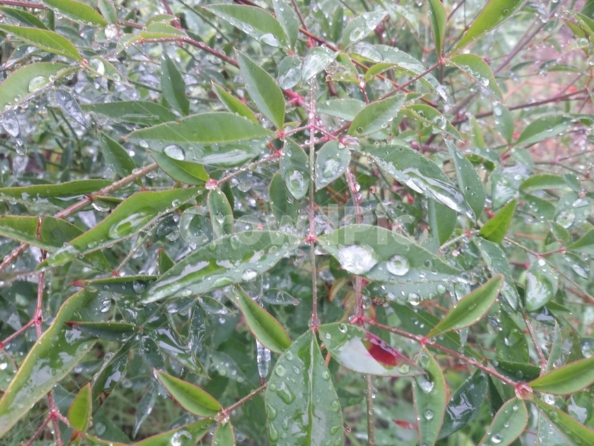 잎,leaf,식물,plant,nature,자연,식물,자연,plants,nature
