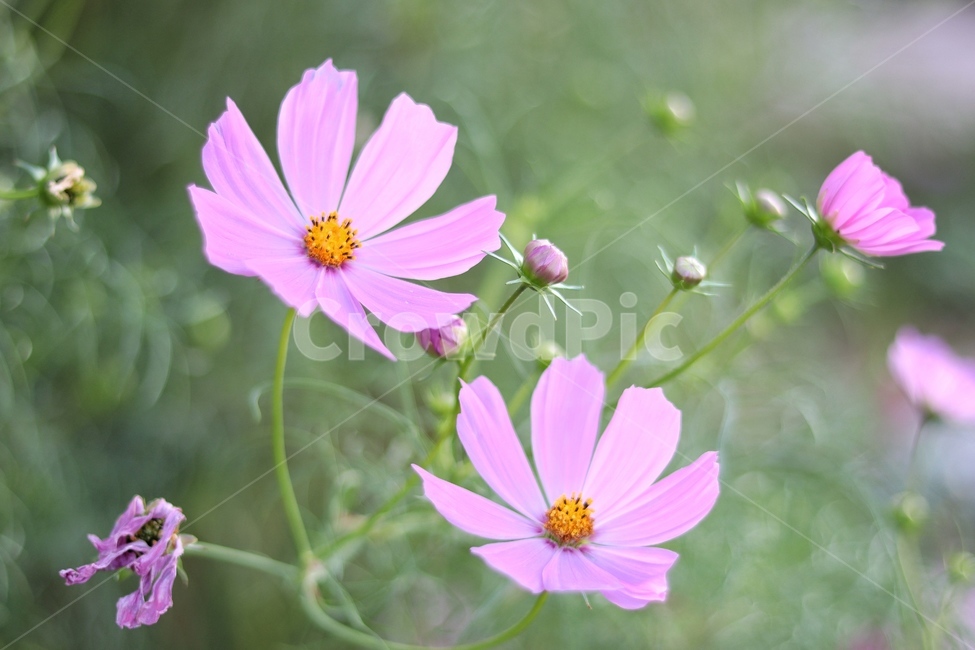 데이지,꽃,flower,코스모스,가을,가을꽃,들꽃,식물,자연,plants,nature,꽃,flower