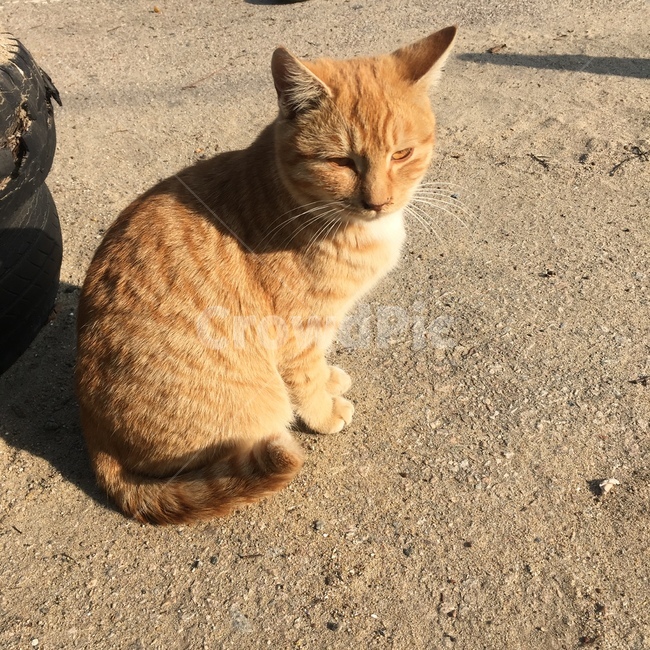 고양이,길고양이,cat,pet,animal,포유류,mammal,동물,동물,animal,포유류,mammal,고양이,cat,kitten,kitty