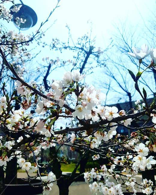 꽃,벚꽃,흰색,꽃나무,벚꽃나무,식물,자연,plants,nature,꽃,flower