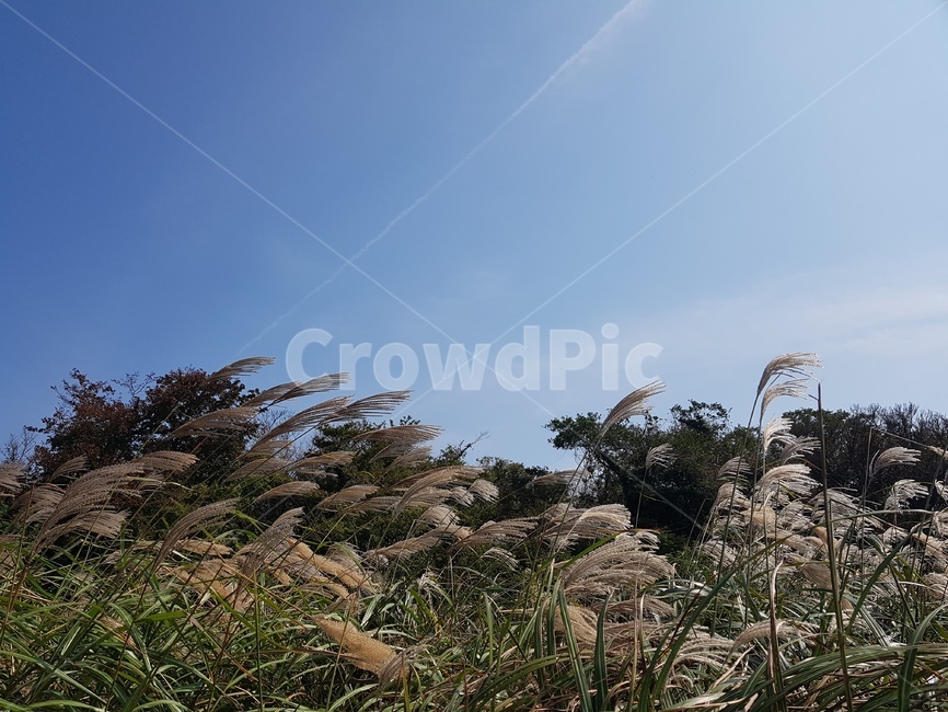 식물,plant,lawn,갈대,가을,눈부신,바람부는,가을하늘갈대,감성적인,자연,풍경,nature,landscape,grass,잔디