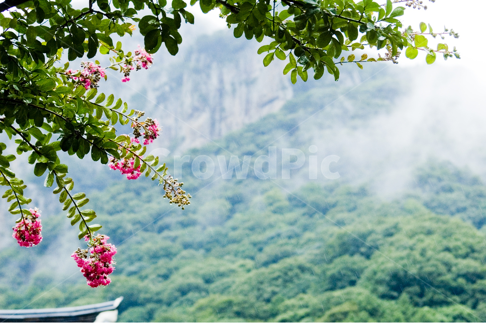 지방,산,안개,풍경,꽃,자연,풍경,nature,landscape,plant,식물