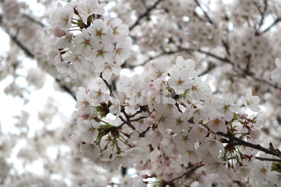 벚꽃,벚나무,벚꽃나무,나무,식물,꽃,장미과,봄,자연,봄,계절,spring,season,식물,자연,plants,nature,꽃,flower,plant,blossom