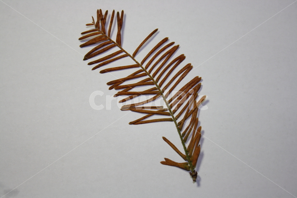 마른,나뭇잎,갈색,하양배경,듬성듬성,식물,자연,plants,nature