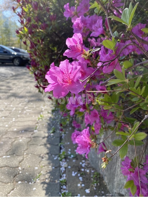 flower,꽃,geranium,제라늄,식물,plant,차량,blossom