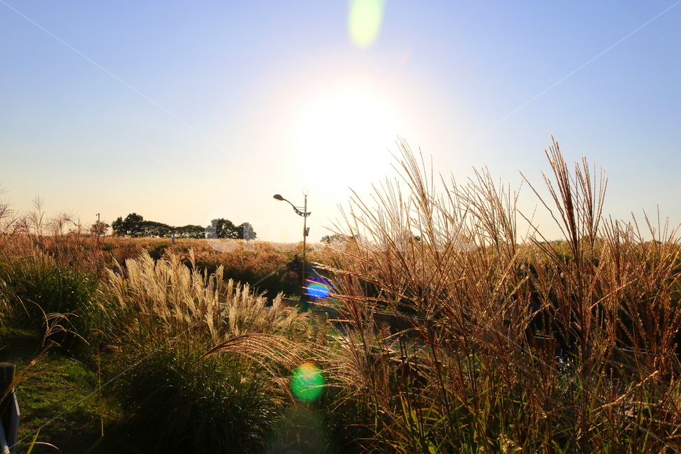 억새,억새풀,식물,자연,가을,벼과,억새축제,하늘공원,상암동,공원,가을,계절,fall,autumn,season,자연,풍경,nature,landscape,plant,grass,잔디,lawn