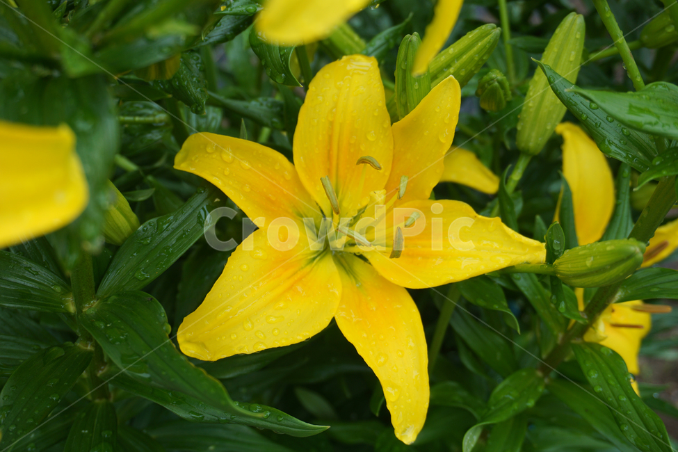 꽃,백합,나리,여름,노랑,자연,lily,flower,yellow,nature,빗방울,rain,raindrop,초록,green,bloom,summer