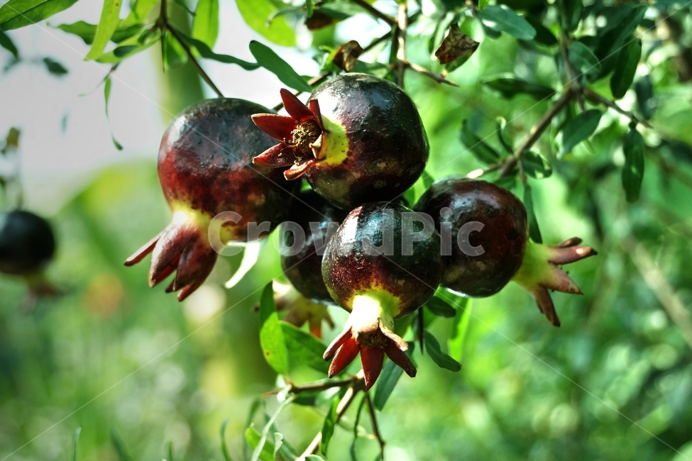 plant,식물,fruit,과일,food,석류,자연