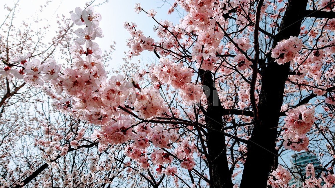 봄,꽃,봄꽃,핑크꽃,핑크색,분홍색,벗꽃,왕벗꽃,겹벗꽃,봄,계절,spring,season,식물,자연,plants,nature,꽃,flower,plant,blossom