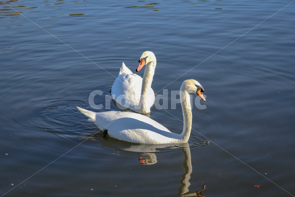 백조,호수,공원,자연,평화로움,swan,park,lake,강,river,새,동물,한쌍,couple,love,사랑,peace,peaceful,동물,animal,조류,새,birds