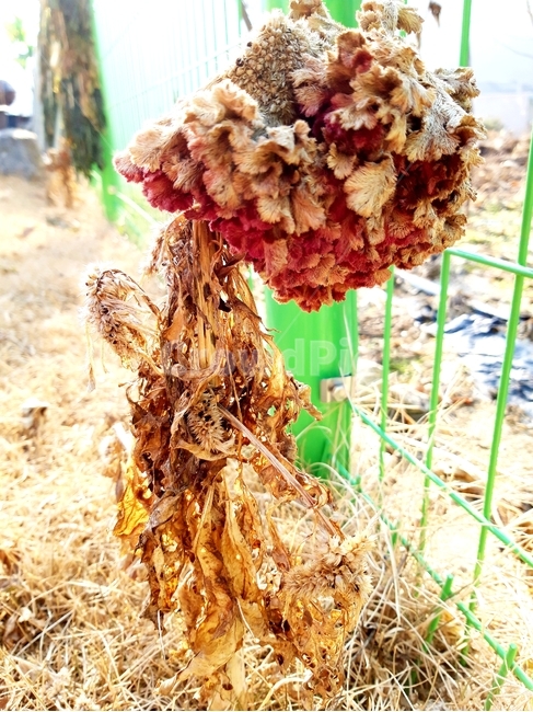 맨드라미,겨울,꽃,자연,식물,드라이플라워,plants,nature,flower,울타리,녹색,붉은색,잔디,식물,자연,plants,nature