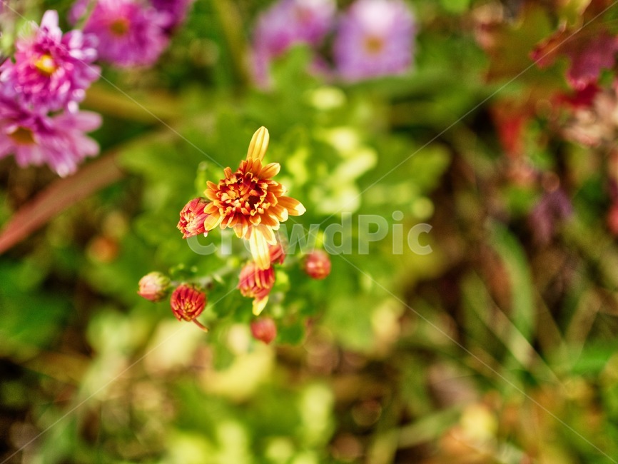 배경,핑크,꽃,국화,정원,식물,아름다움,꽃잎,근접촬영,자연,background,pink,flower,chrysanthemum,garden,plant,beauty,petal,nature,식물,자연,plants,nature,꽃,flower