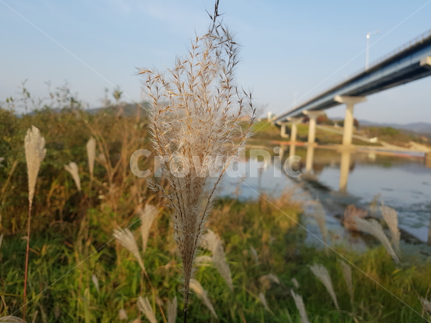 가을,쓸쓸,갈대,다리,뚝방,plant,식물,grass,lawn,잔디,식물,자연,plants,nature