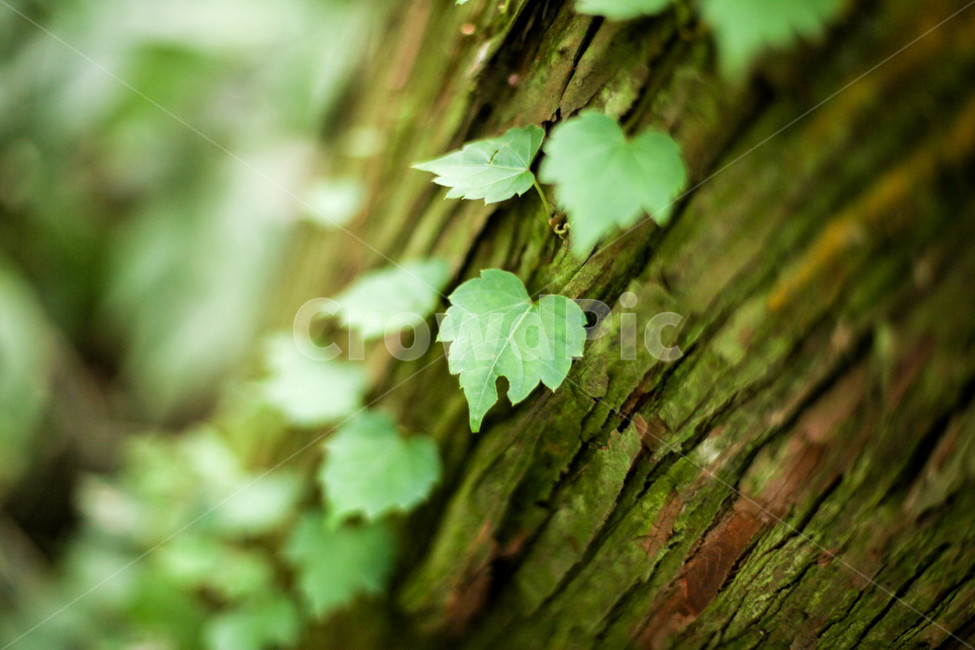 제주,사려니,숲,나무,나뭇잎,식물,자연,plants,nature