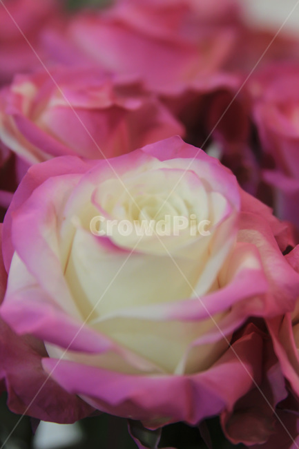 분홍장미,식물,꽃,분홍,대비,색감,봄,계절,spring,season,자연,plants,nature,flower,감성,sensible,feeling,색깔,색상,색채,colorsense,식물,자연,plants,nature,꽃,flower
