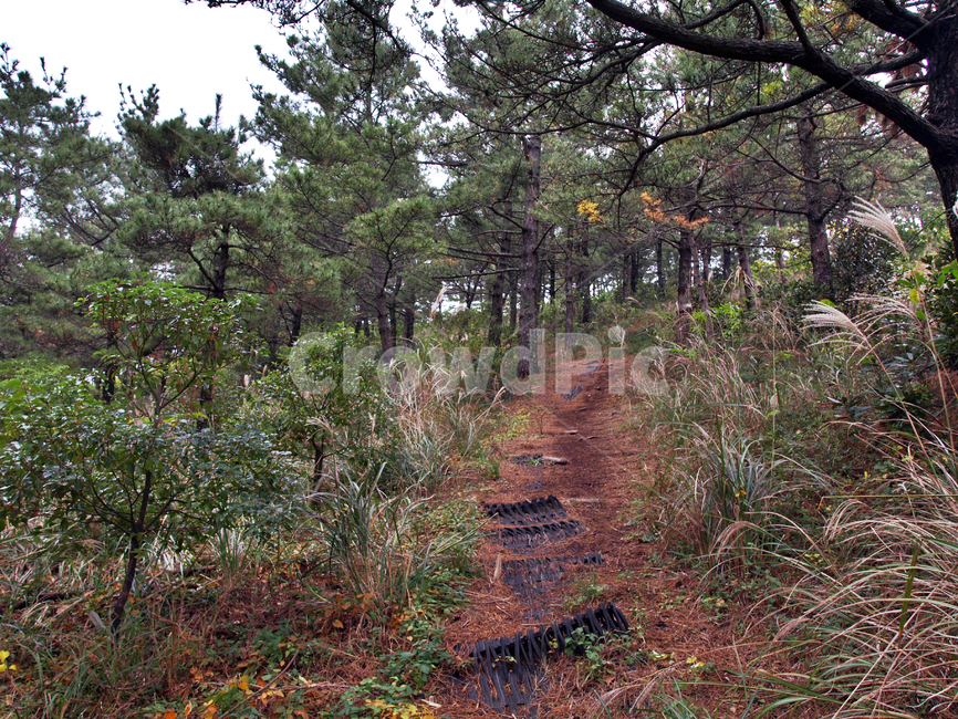 녹남봉,오름,올레12코스,올레길,제주,서귀포시,자연,풍경,nature,landscape,ground,바닥,tree,나무,plant,식물