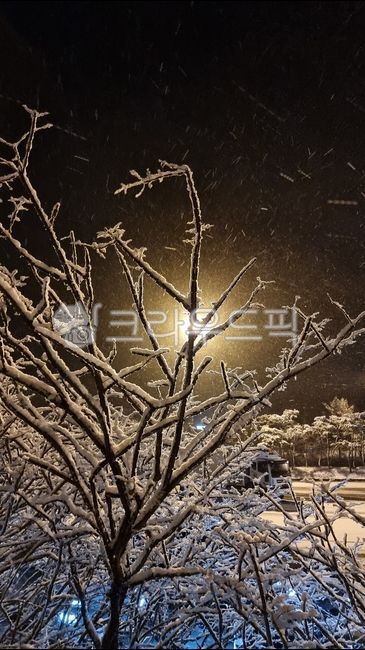 moon,snow,winter,snow covered trees,snowy area