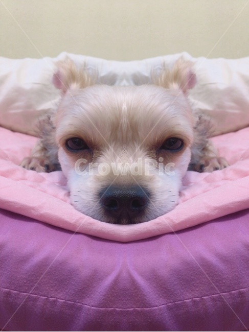 강아지,동물,개,애견,도그,dog,동물,animal,포유류,mammal,개,강아지,dog,doggy