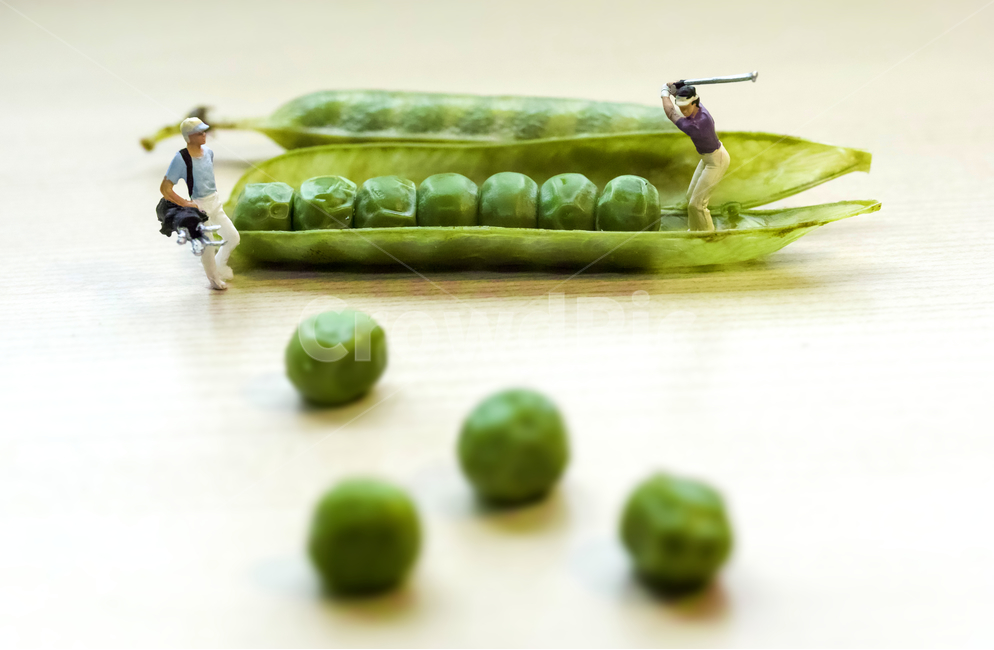 골프,골프연습,완두콩,미니어처,plasticpeople,라운딩,golf,홀인원,조각상,동상,석상,조형물,statue,bronze statue,stone statue,스포츠,레저,운동,sports,leisure,exercise,콩류,견과류,beans,pulse,nuts,dry fruits,사물,물건,오브젝트,thing,object,matter,연출,컨셉,콘셉,direction,concept