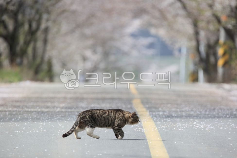 벚꽃,봄꽃,흰색,봄,플라워,화이트,나뭇가지,꽃잎,숲,계절,식물,실외,꽃,flower,cherryblossom,white,spring,도로,고양이